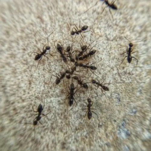 Ant-Control--in-Laguna-Hills-California-ant-control-laguna-hills-california.jpg-image