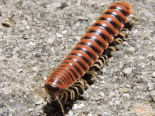 Millipede-Removal--in-La-Habra-California-millipede-removal-la-habra-california.jpg-image